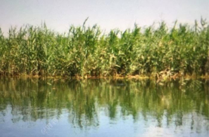 石首市南口天星洲