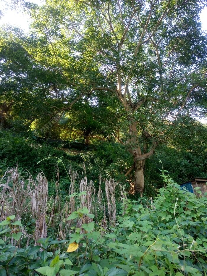 钓点后边有一颗自己生长的无花果树 钓点后边有一颗自己生长的无花果树