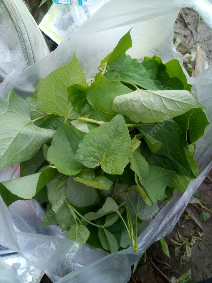 今天拉了一些小鱼,又在钓点旁边採了一些野菜,这种野菜用它来煮鱼吃味道还可以呢 今天拉了一些小鱼,又在钓点旁边採了一些野菜,这种野菜用它来煮鱼吃味道还可以呢