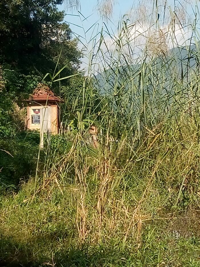 钓点左边是住市区的那些爱好游泳的居民天天来这里游澜沧江 钓点左边是住市区的那些爱好游泳的居民天天来这里游澜沧江