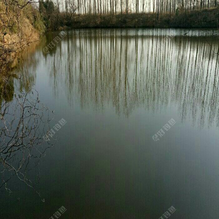 杨家埠村垂钓园