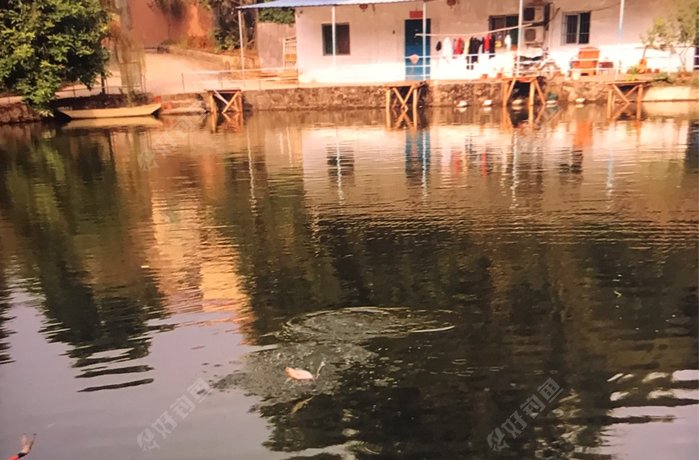 中元鸟巢山庄休闲渔场