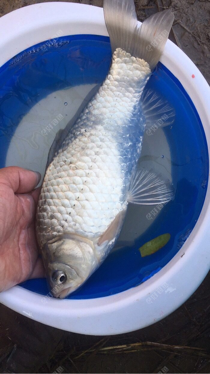 PRFADZLG.jpg PRFADZLG.jpg