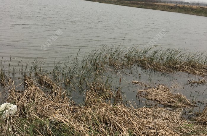 长征农场鳌山垦区