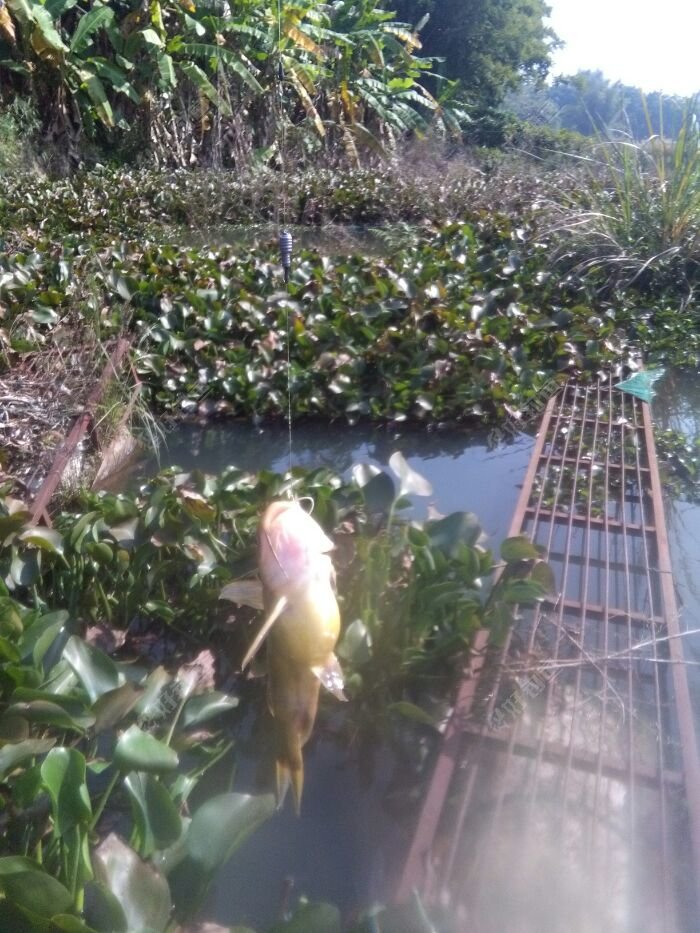 挺大的,黄黄的,肚子鼓鼓的,是不是要当妈妈了,那我要小心摘钩才行了,别弄伤到这位妈妈咯!