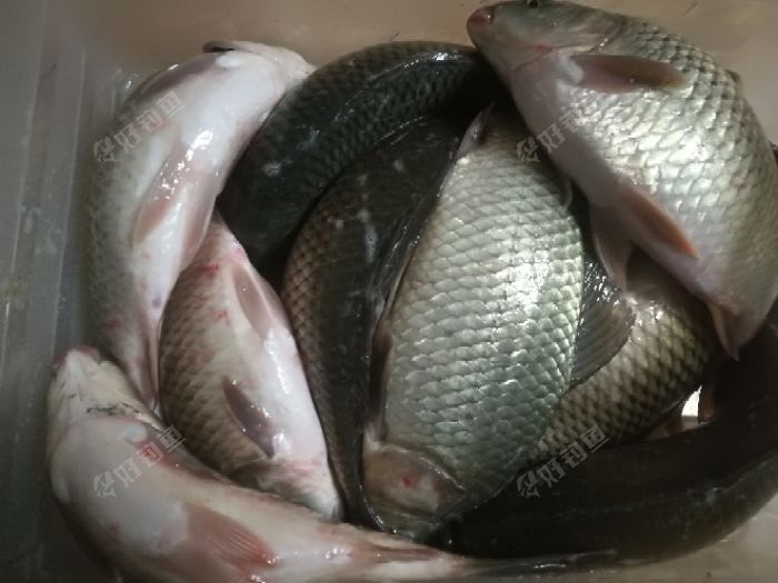 疯狂一夜的战果