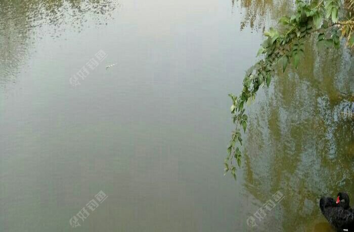 天行建科创园钓场