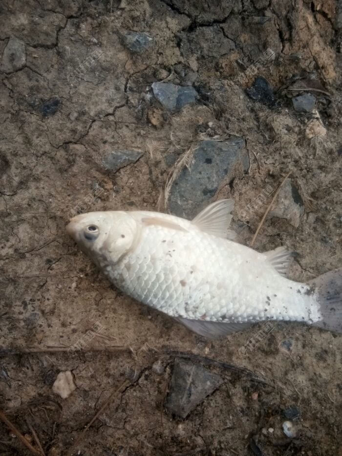大板鲫，半斤左右的必须来个特写