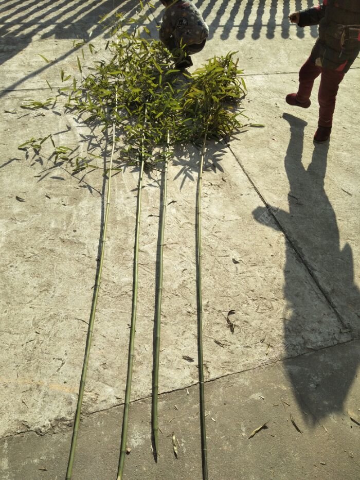 昨日砍回来的竹子。