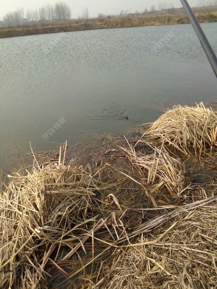 来了，终于拜年回来了。不枉我漫长的等待。