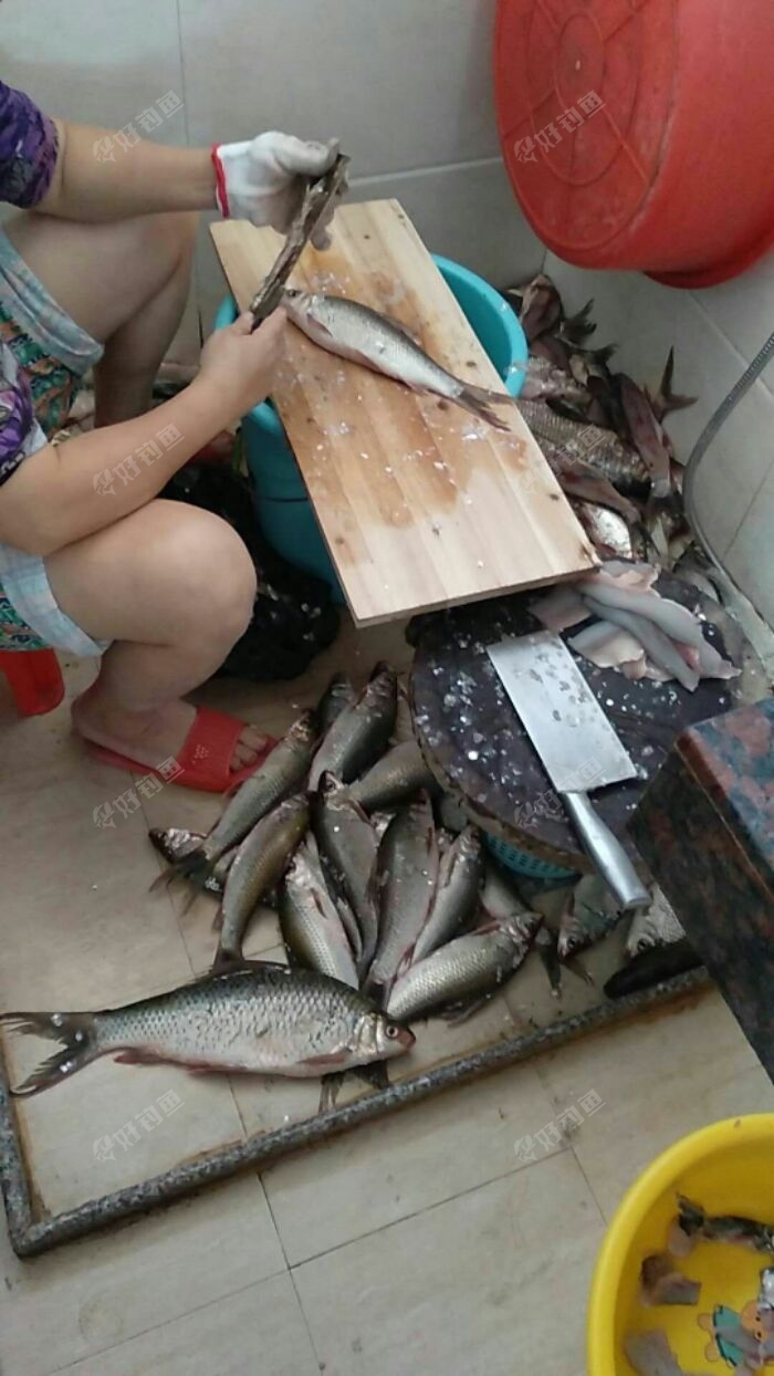 做鲮鱼丸