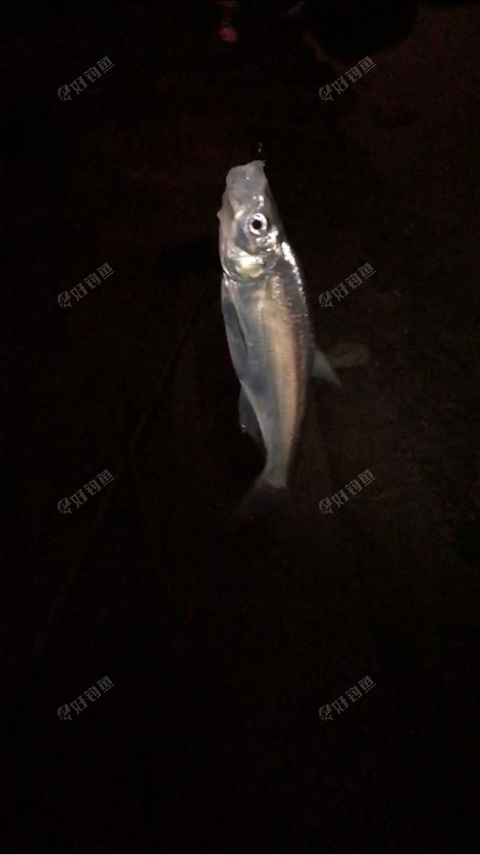 皮毛不错,可不正经依旧是不正经