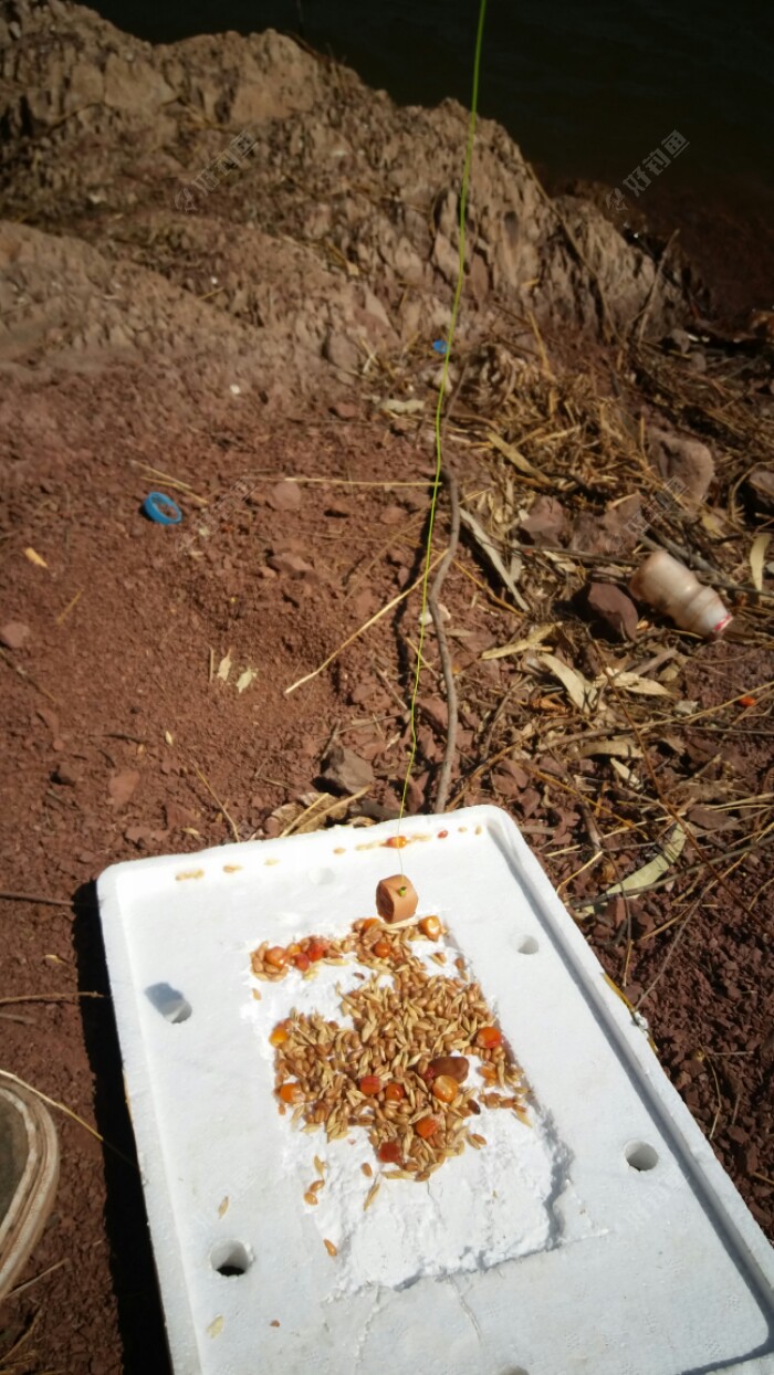 找了个泡沫板撒上一把鱼食，拿了一支海杆用火腿肠挂钩放在泡沫上轻轻推到草边然后人远远走开等鸭子上钩。