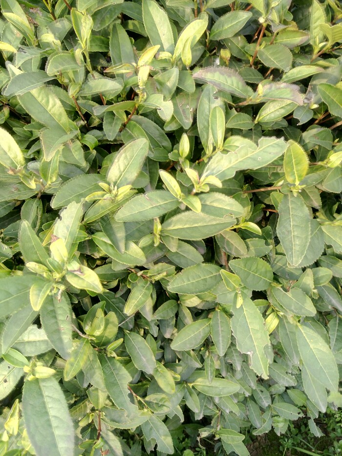 多喝绿茶?好,不过现在还是蛮贵的!