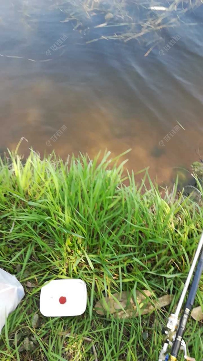 河边绿油油的小草