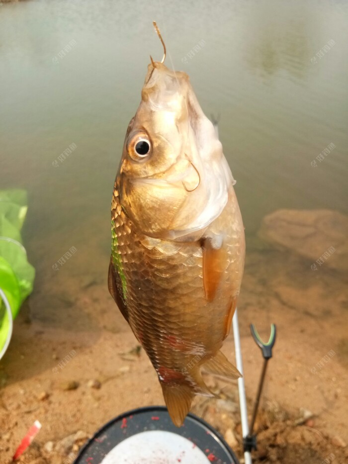 各种双飞，大板鲫，今天又要丰收了。