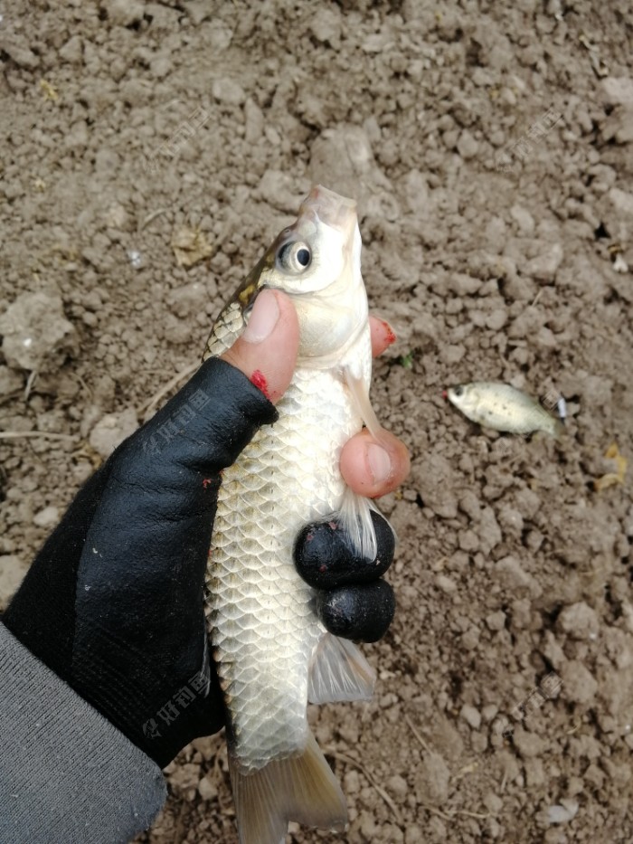 小板板一尾，还带个小的哈哈，双飞