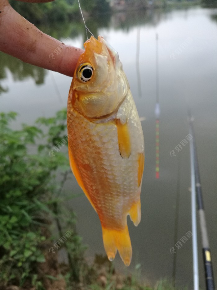 多半很金鱼杂交的,这红色挺漂亮的