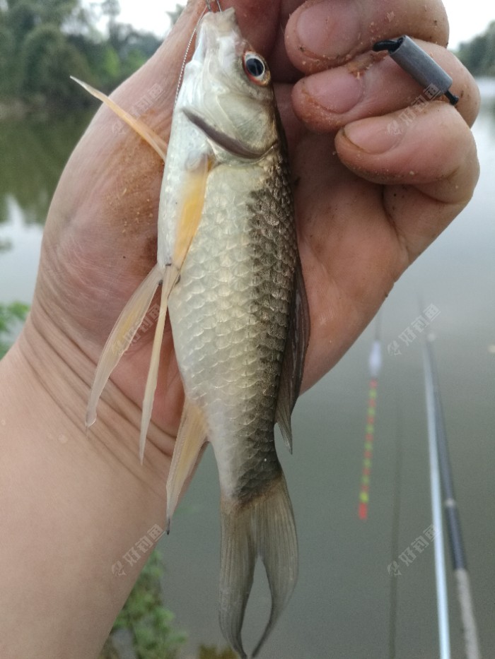尾鳍挺大挺长,油得也特别快??