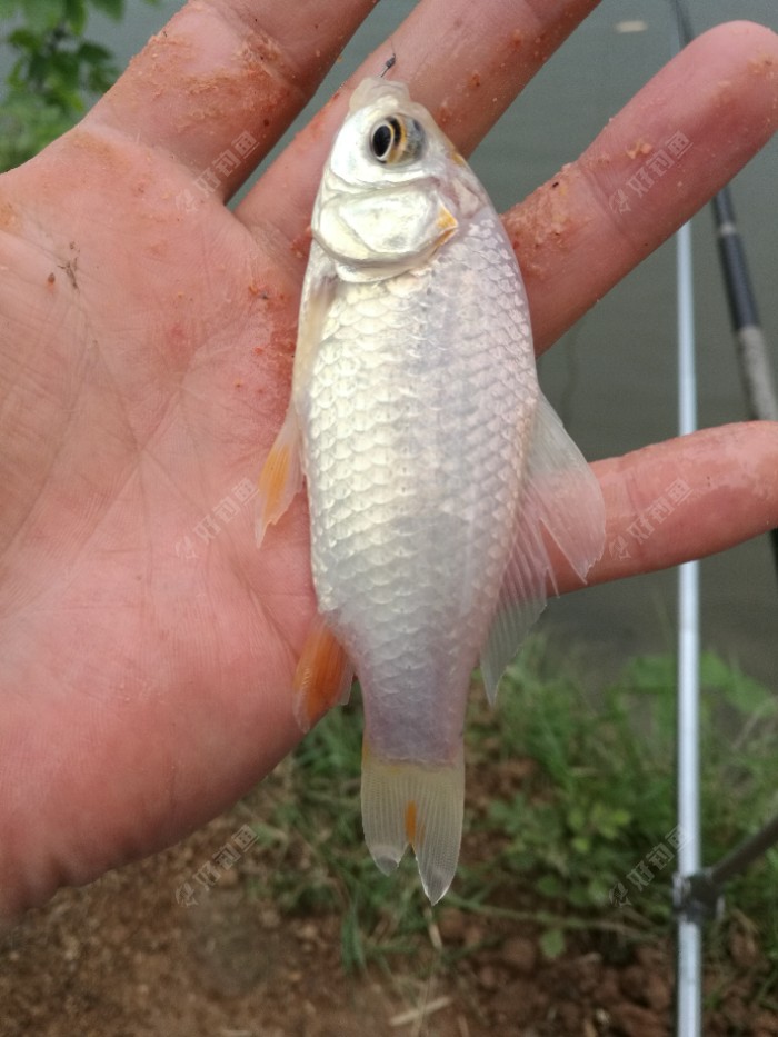 从腹鳍看,好像很鲤鱼杂交的
