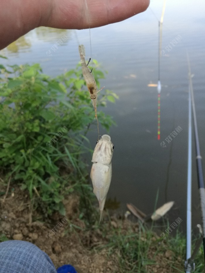 大家发现上钩的怪异生物没??