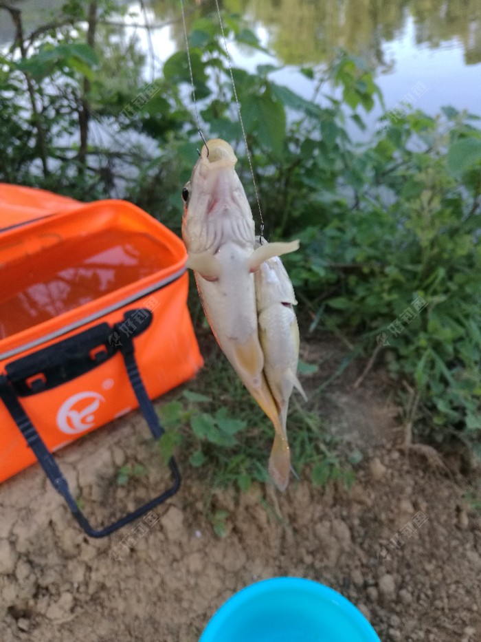 双飞2正面