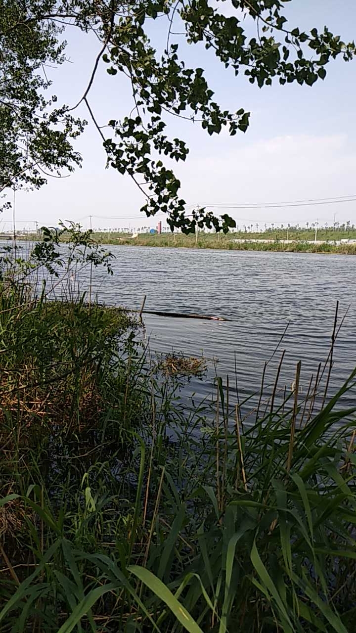 顺堤河湖西大堤