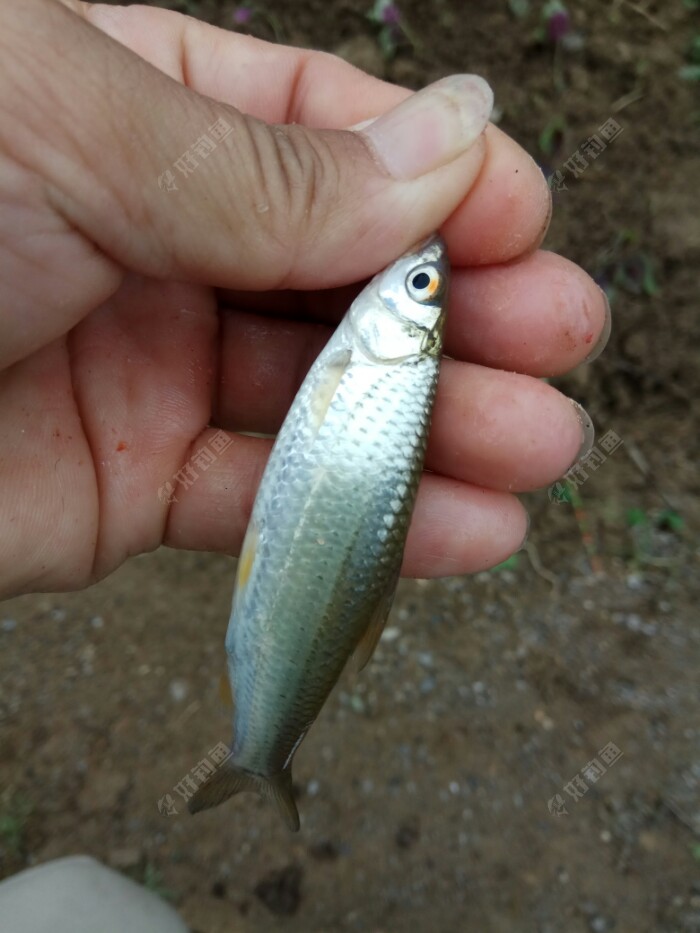 红眼宝宝调皮蛋，模样有点坏。