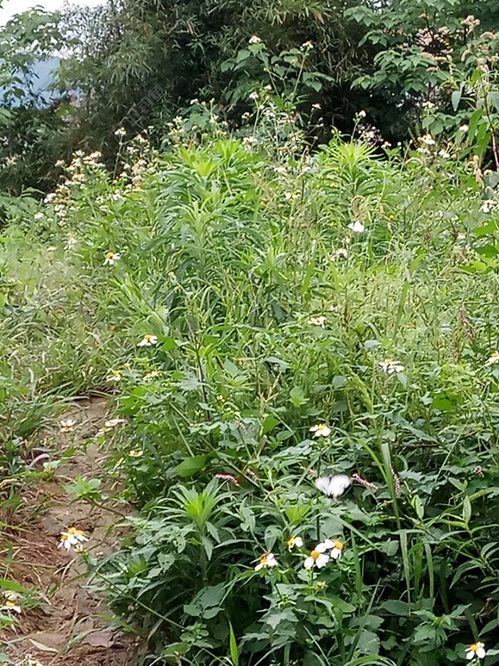 野花遍地开，风儿吹得欢。蝶儿翩翩舞，梁祝故事传千古。