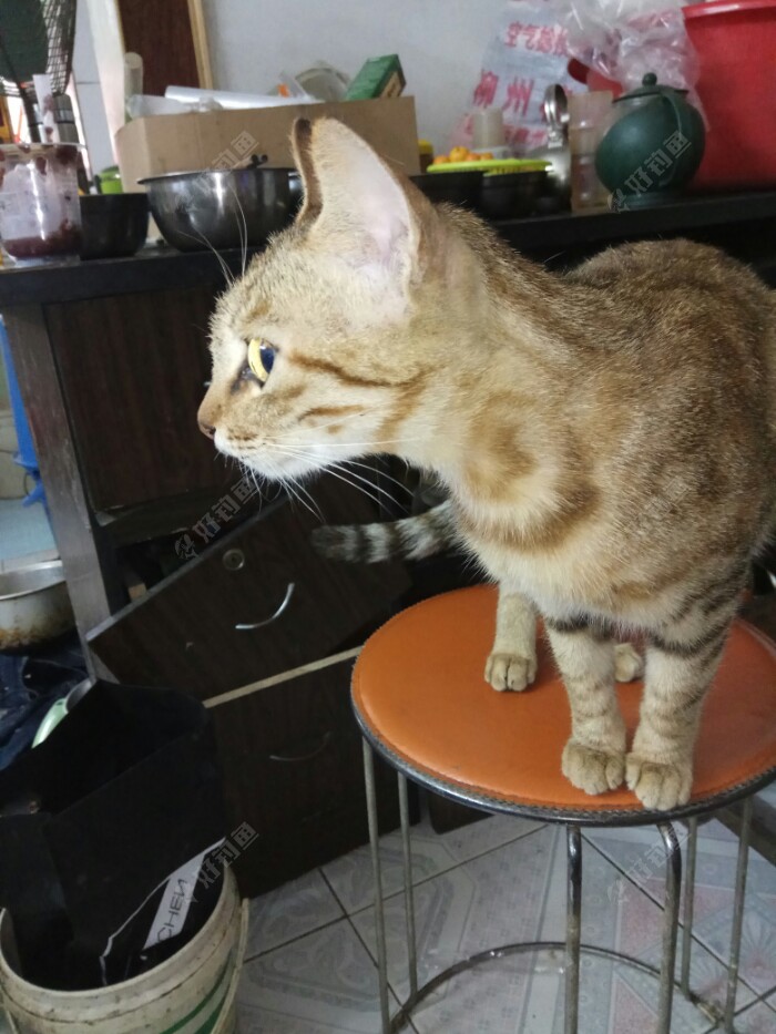 吃货凳上坐，早已饿，主人:好香啊，我要吃鱼！