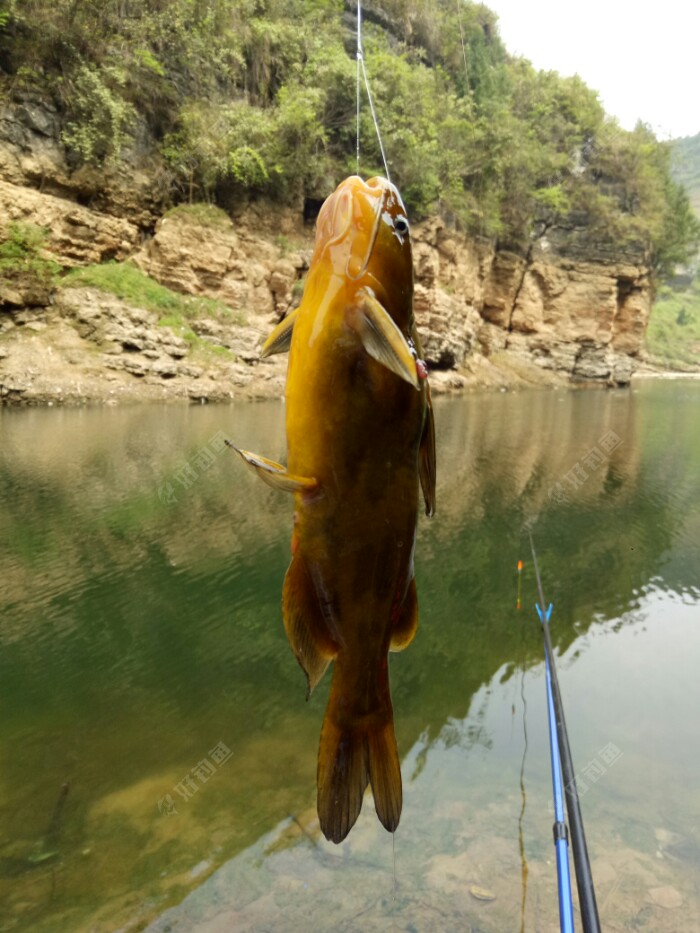 我以为第一杆中了鲫鱼就发窝了,谁知又让我等一小时都没正经口,快中午十二点了,我拿着杆子跑我老铁位置这里来一个多小时,也就中了条黄颡鱼。