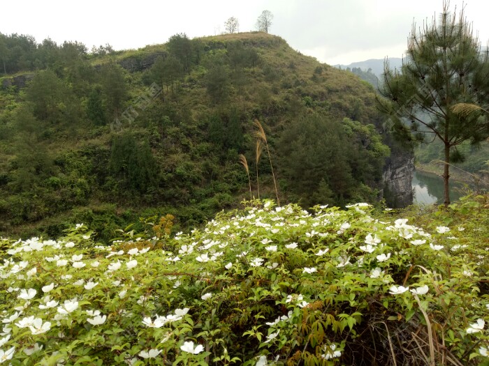 下坡的时候经过一簇花丛,不知这是啥子花,总之老婆在我出门前打过招呼,不管是啥花,都不准采,你们懂的。?