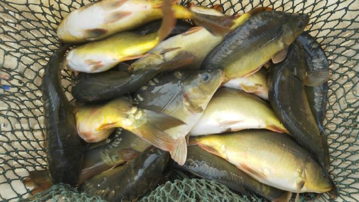 八千休闲垂钓园