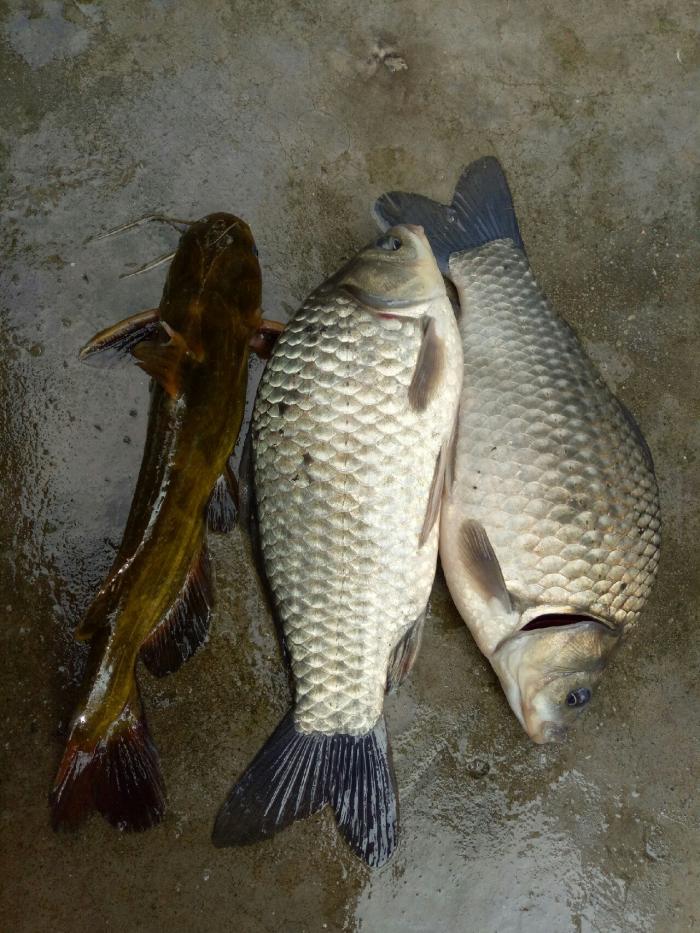 竹山野生鱼垂钓园