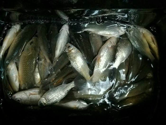 望虞河（沿河路）