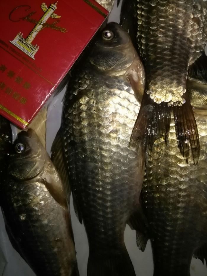 蒲河小三家桥钓点