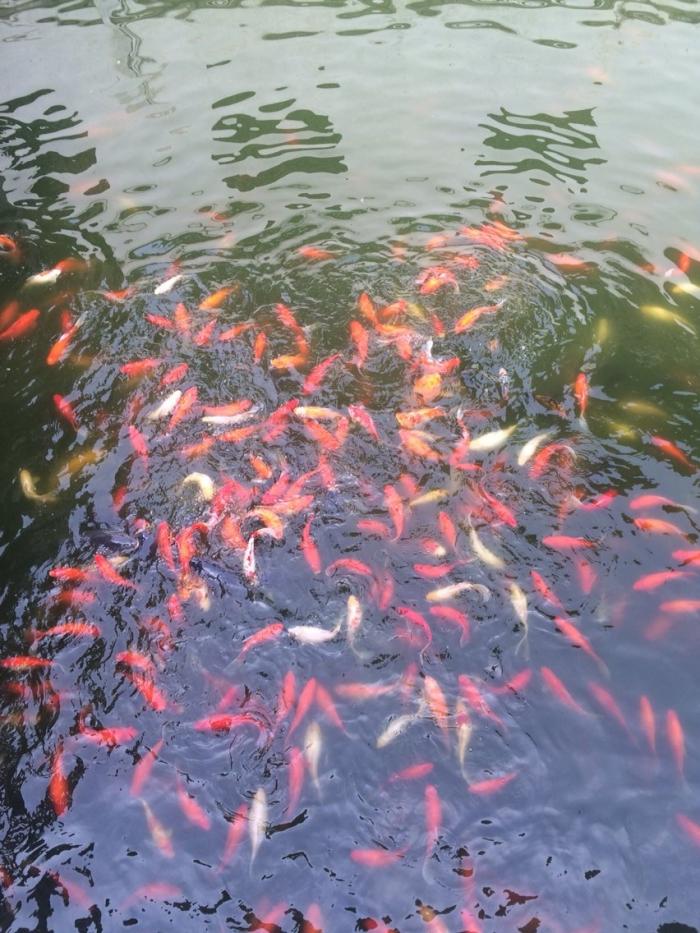 浦东运河主河道