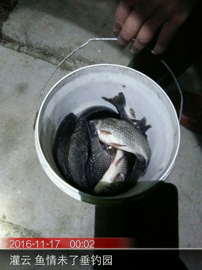 鱼情未了垂钓园