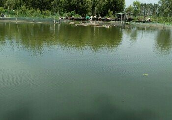 老船厂河道钓场