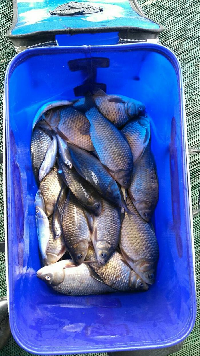 唐爱军鲫鱼钓场