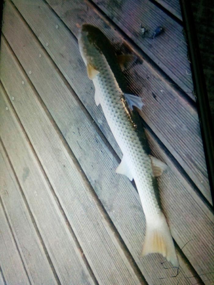 徒骇河沾化渔港