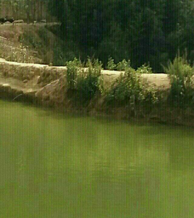 竹海鱼庄生态鱼庄