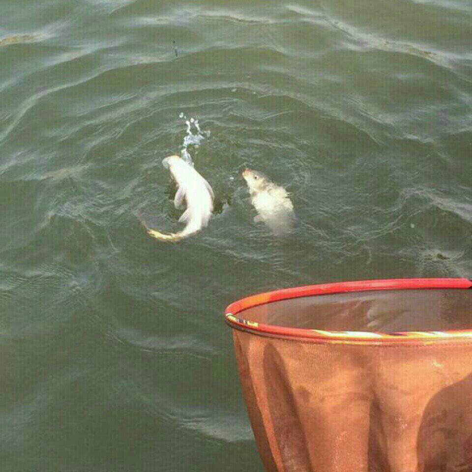 枣沟村东南水库