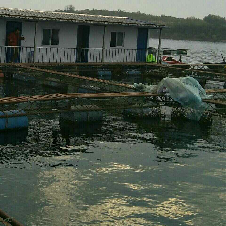 丹江均县镇老叶筏钓