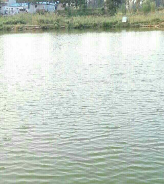 范县濮城镇东街垂钓园