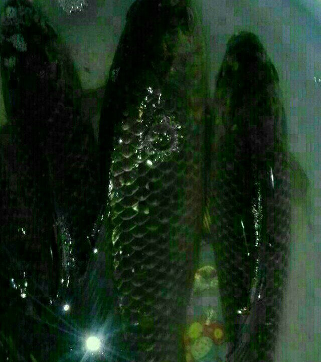 洞庭湖君山七队