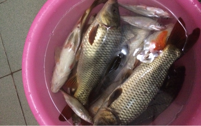 谷阳路其昌公园内