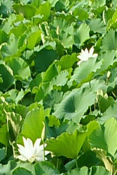 荷韵农家乐钓场