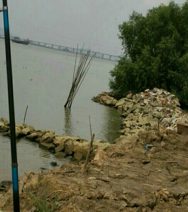 大冲口红树林堤