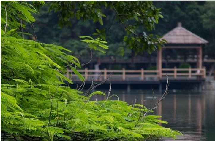 黄杨水乡生态农庄